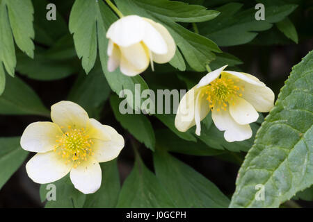 Fleurs jaune pâle de la forme choisie de l'hybride, l'anémone des bois Anemone x lipsiensis 'Pallida' Banque D'Images
