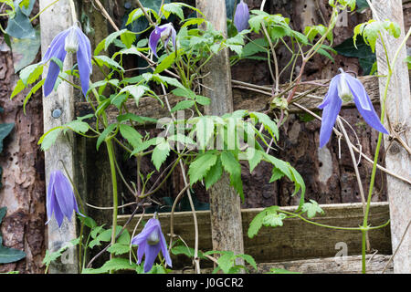 Les fleurs du printemps de l'ornement hardy grimpeur, Clematis alpina 'Frances Rivis' Banque D'Images