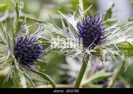 Bractées pâles hérissés entourent la fleur de la plante vivace, Holly mer Eryngium 'Plume Blue' Banque D'Images