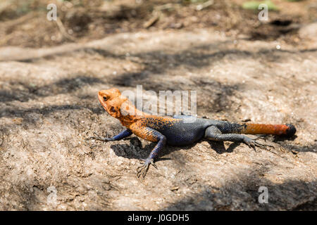 Agama Lizard à tête rouge se prélassant au soleil sur un rocher. - Ouganda, Afrique Banque D'Images