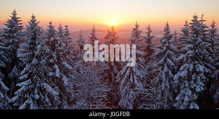 Les épinettes couvertes de neige en hiver, au coucher du soleil, près de Tübingen, rétroéclairé, Rothaargebirge Siegerland, Rhénanie du Nord-Westphalie Banque D'Images