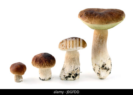 Pour les champignons cepe bun sur fond isolé. différents âges de champignons Banque D'Images