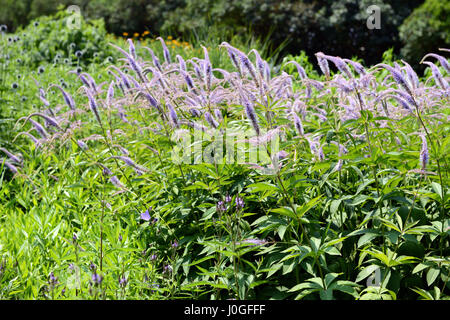 Violet Bleu Véronique (Veronica spicata) fleur. Banque D'Images