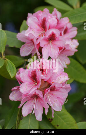 Rhododendron 'Mrs G. W. Des fuites Banque D'Images