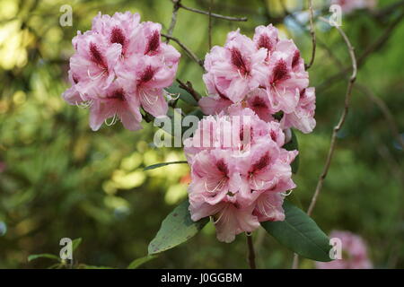 Rhododendron 'Mrs G. W. Des fuites Banque D'Images