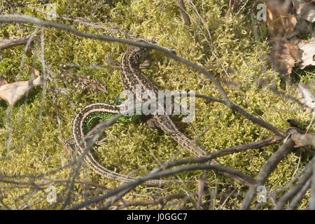 Paire de cornes de sable (Lacerta agilis) - mate-le comportement de surveillance Banque D'Images