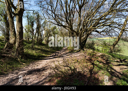 Les South Downs Way National Trail, avec de vieux arbres, East Meon, Hampshire, Royaume-Uni Banque D'Images