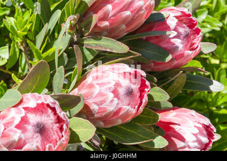 Protea odorata (fleurs indigènes) dans jardin, ressorts, East Rand, la Province de Gauteng, Afrique du Sud Banque D'Images