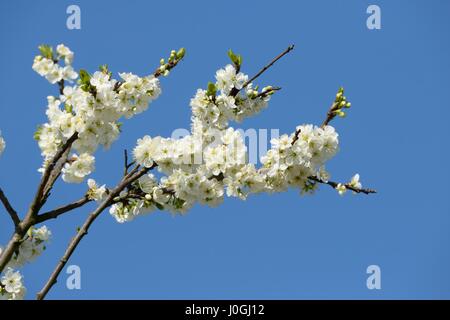 Bush d'aubépine (Crataegus monogyna) en fleur au printemps en Ecosse Banque D'Images