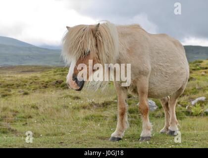 Poney Eriskay sauvage (Equus ferus caballus) sur South Uist, îles Hébrides, Ecosse, Royaume-Uni Banque D'Images