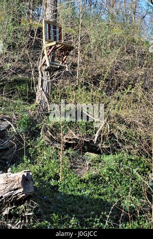 Président monté haut sur un arbre Banque D'Images