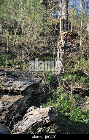 Président monté haut sur un arbre Banque D'Images