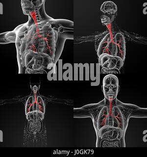 Le rendu 3D illustration de l'homme bronches Banque D'Images