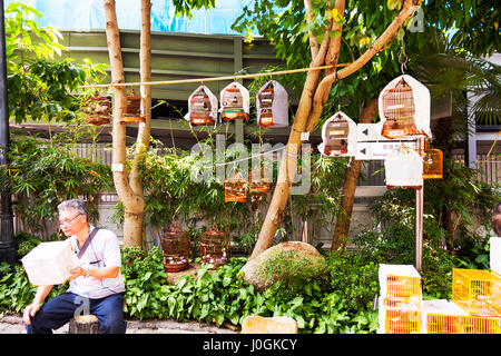 Kowloon, Hong Kong sur le jardin d'oiseaux Yuen Po Street, voir la cage oiseaux prêts pour la vente ou show oiseaux en cage à vendre Chinese man looks at bird in cage Banque D'Images