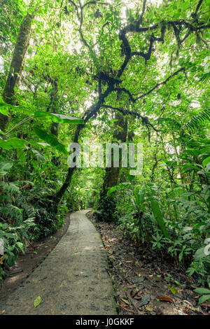 Chemin de pierre dans la forêt nuageuse de Monteverde Costa Rica Banque D'Images