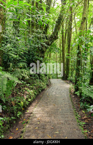 Chemin de pierre dans la forêt nuageuse de Monteverde Costa Rica Banque D'Images