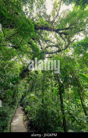 Chemin de pierre dans la forêt nuageuse de Monteverde Costa Rica Banque D'Images