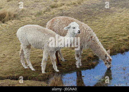 Les lamas de potable lac andin Banque D'Images