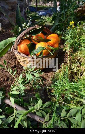 Close-up d'oranges dans le panier en osier Banque D'Images