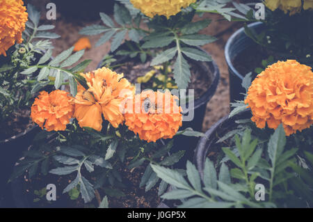 Abeille sur fleur de souci orange Banque D'Images