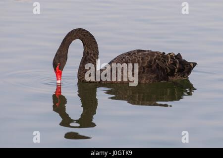 Cygne noir (Cygnus atratus) pagayer dans le eaux boueuses d'une lagune d'eau douce boueux à une oasis Al Qudra lacs dans le désert aux Emirats Arabes ime Banque D'Images