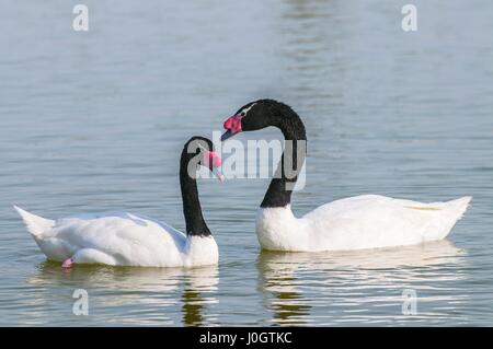 Un cygnes à col noir (cygnus melancoryphus) nager à une oasis lagoon Al Qudra lacs dans le désert aux Emirats Arabes Unis en Arabie. Banque D'Images