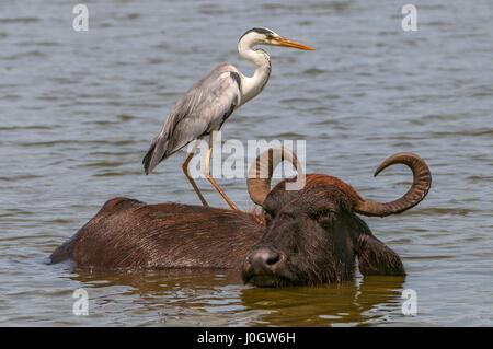 Héron cendré (Ardea cinerea) et le buffle d'Asie (Bubalus bubalis) dans parc national de Yala, au Sri Lanka Banque D'Images