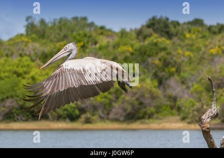 Spot-billed pelican pelican ou gris (Pelecanus philippensis), national Yala patk, Sri Lanka Banque D'Images