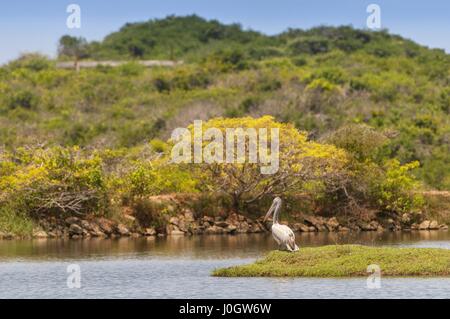 Spot-billed pelican pelican ou gris (Pelecanus philippensis), national Yala patk, Sri Lanka Banque D'Images