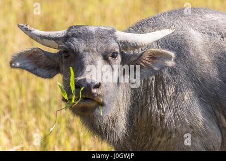 Buffle d'Asie, wild water buffalo, carabao (Bubalus bubalis, Bubalus arnee), dans la région de Vang Vieng, Laos. Banque D'Images