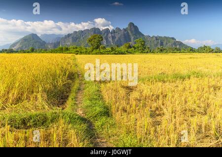 Champ de riz entouré par des formations rocheuses à Vang Vieng, Laos. Vang Vieng est une destination populaire pour le tourisme d'aventure dans un paysage karstique calcaire Banque D'Images