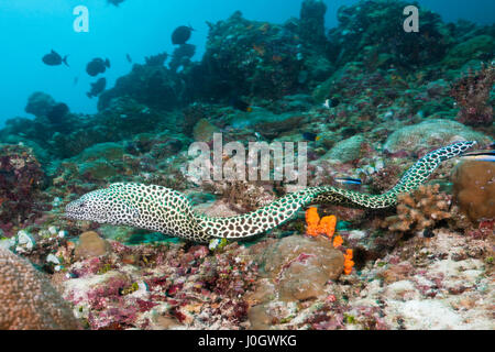 Gymnothorax favagineus murène, Honeycomb, North Male Atoll, Maldives Banque D'Images