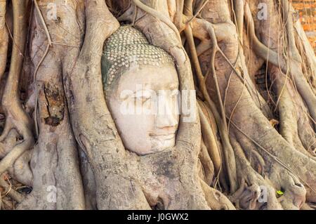 Grande tête de Bouddha en pierre en figuier racines dans Wat Mahathat, Ayutthaya, Thaïlande. Banque D'Images