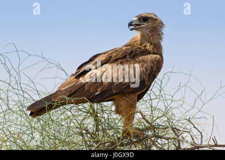 L'aigle des steppes (Aquila nipalensis) est un oiseau de proie au Rajasthan, Inde Banque D'Images