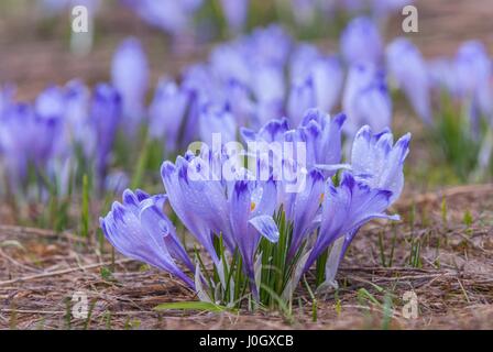 Crocus Crocus longiflorus (ou croci) est un genre de plantes de la famille de l'iris, Parc National Tatrzanski, Pologne. Banque D'Images