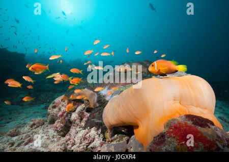 Les Maldives, poisson clown Amphiprion nigripes, South Male Atoll, Maldives Banque D'Images