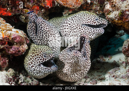 Groupe d'Honeycomb Moray, Gymnothorax favagineus, North Male Atoll, Maldives Banque D'Images