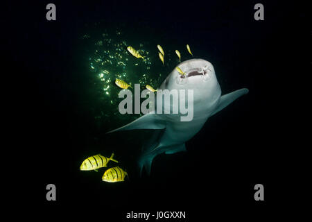 Requin nourrice de nuit, Nebrius ferrugineus, atoll de Felidhu, Maldives Banque D'Images