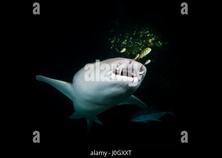 Requin nourrice de nuit, Nebrius ferrugineus, atoll de Felidhu, Maldives Banque D'Images