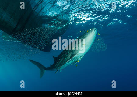 Sous la plate-forme de pêche au requin-baleine, Rhincodon typus, Cenderawasih Bay, en Papouasie occidentale, en Indonésie Banque D'Images