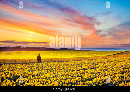 Champs de jonquilles du début du printemps à Kinneff, Aberdeenshire, Royaume-Uni. Avril 2014. Météo Royaume-Uni. Le froid et le froid commencent la journée sur la côte est de l'Écosse. Vue depuis une ferme familiale cultivable de bulbes de jonquilles. Angus et Aberdeen ont plus de 1,300 acres de jonquilles et sont l'un des principaux exportateurs de bulbes de jonquilles dans le monde. Rien ne vous prépare pour votre premier aperçu des immenses champs de jonquilles de Logie, au sud de Montrose. Les fleurs jaunes, blanches et crémeuses se mélangent avec le vert des fleurs encore en bouton, créant un contraste vibrant avec les bruns doux de la campagne environnante d'avril britannique. Banque D'Images