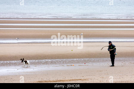 Homme lançant une boule sur une plage de Rhyl à dans le Nord du Pays de Galles comme son chien chasse après qu'elle à l'état humide et venteux jours étés Banque D'Images