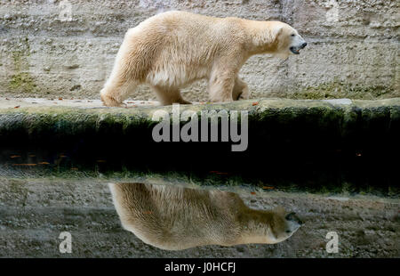 Munich, Allemagne. 07Th Nov, 2014. (Dossier) · Une archive photo, datée du 07.11.2014, montre l'ours polaire "Yoghi' dans sa marche au zoo Hellabrunn enclosement à Munich, Allemagne. Selon une annonce faite par le Zoo sur le Vendredi saint, le Yoghi a rencontré une mort prématurée, le 13 avril 2017. (À partir de la dpa 'Yoghi l'ours meurt' du 14 avril 2017) Photo : Sven Hoppe/dpa/Alamy Live News Banque D'Images