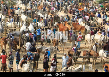 Une foule se rassemble autour de bovins vendus à 'Baishmouja Haat' sur les rives du fleuve Meghna à Brahmanbaria's Nabinagar Upazila. Le Bangladesh Banque D'Images