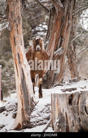 Chèvre dans les arbres dans une scène d'hiver, neige Banque D'Images