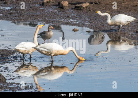 La halte de cygnes au lac Hornborga célèbre dans le monde entier pendant la migration au printemps en Suède. Swan blanche est l'oiseau national de la Finlande. Banque D'Images