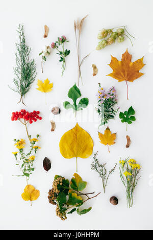 Ensemble de fleurs sauvages sur fond blanc nature. Banque D'Images
