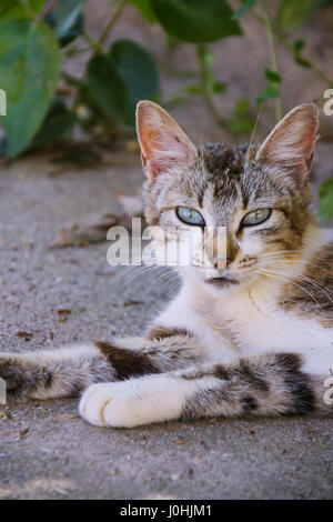 Beau chat de gouttière Banque D'Images