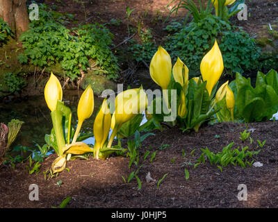 Plantes jaune Lysichiton (Lysichiton americanus) Plantes envahissantes Banque D'Images