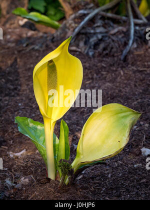 Plantes jaune Lysichiton (Lysichiton americanus) Plantes envahissantes Banque D'Images